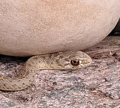 Malpolon monspessulanus