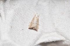 Calamotropha paludella