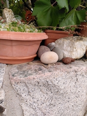 Malpolon monspessulanus