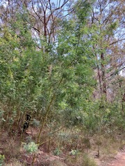 Acacia fulva