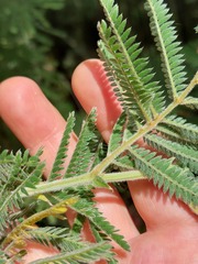 Acacia fulva