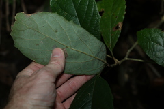 Gmelina leichhardtii