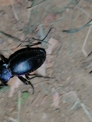Carabus violaceus picenus