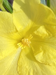 Hibbertia candicans