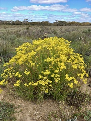 Senecio spanomerus
