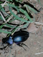 Carabus violaceus picenus