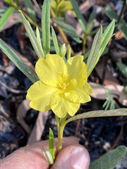 Hibbertia candicans