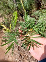 Acacia fulva