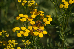 Tanacetum vulgare