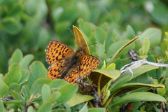 Boloria euphrosyne