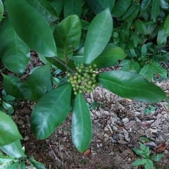 Psychotria asiatica