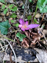 Colchicum autumnale