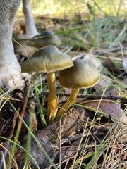 Cortinarius austrovenetus