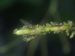 Impatientinum asiaticum