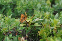 Boloria euphrosyne