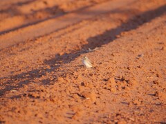 Anthus australis