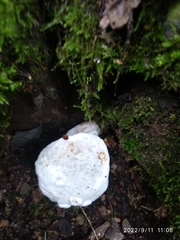 Hypomyces chrysospermus