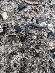Scolopendra laeta