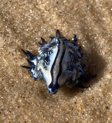 Glaucus atlanticus