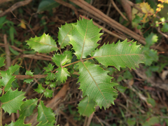 Alectryon subdentatus