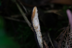 Xylaria longipes