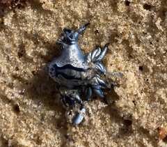 Glaucus atlanticus