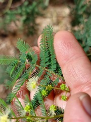 Acacia parvipinnula