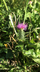 Carduus acanthoides