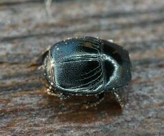 Hypocaccus rugifrons