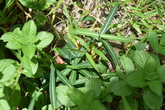 Hemidesmus indicus