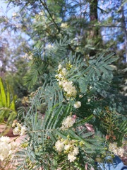 Acacia parvipinnula