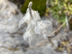 Eriophorum angustifolium