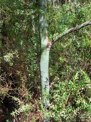 Acacia parvipinnula