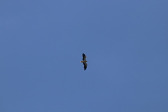 Neophron percnopterus