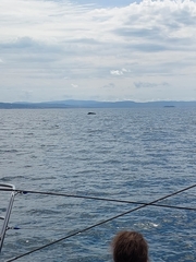 Megaptera novaeangliae australis