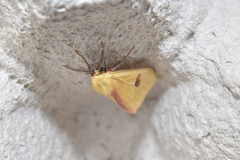 Diacrisia sannio
