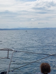 Megaptera novaeangliae australis