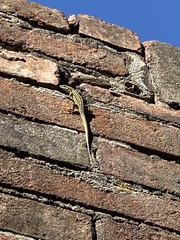 Podarcis siculus campestris