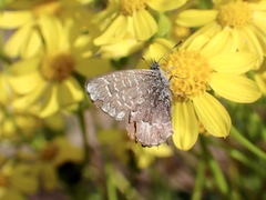 Theclinesthes serpentata serpentata