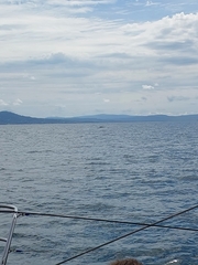 Megaptera novaeangliae australis