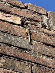 Podarcis siculus campestris