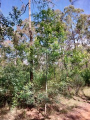 Acacia parvipinnula