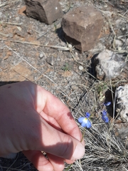 Lobelia erinus