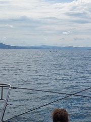 Megaptera novaeangliae australis