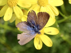 Theclinesthes serpentata serpentata