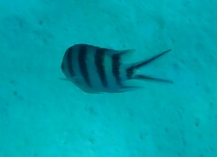 Abudefduf sexfasciatus