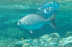 Kyphosus cinerascens