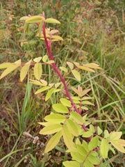 Rosa majalis