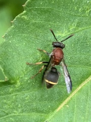 Ropalidia erythrospila