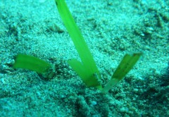 Halodule uninervis